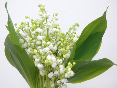 百合花( lily的名词复数 )照片