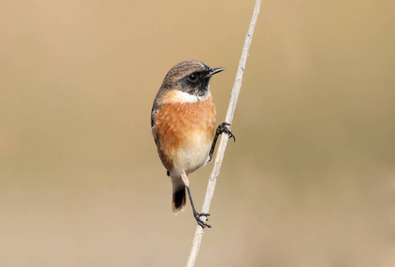 欧洲 stonechat 坐在苗条芦苇与模糊背景