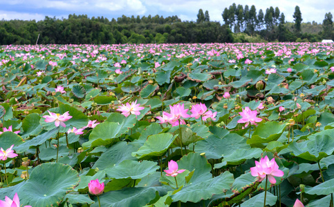 莲花池在和平和宁静的乡村图片