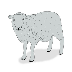 羊，绵羊 胆小鬼 易受人摆布的人 缺乏主见或轻易盲从的人