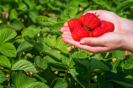 少数新鲜采摘美味的草莓缓缴草莓植物