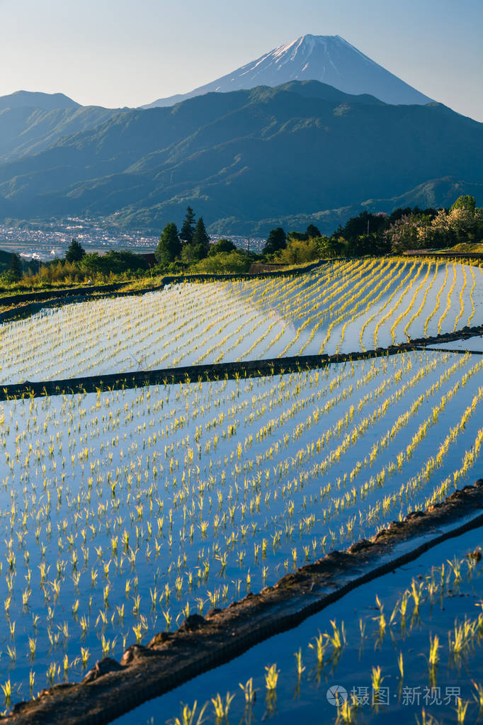 日本水稻梯田和山富士
