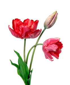 郁金香。Pinktulips，郁金香花束