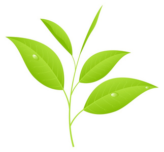 茶叶 tea leaf的名词复数  茶叶，茶渣