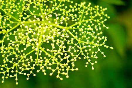 野生植物