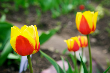 郁金香 tulip的名词复数 
