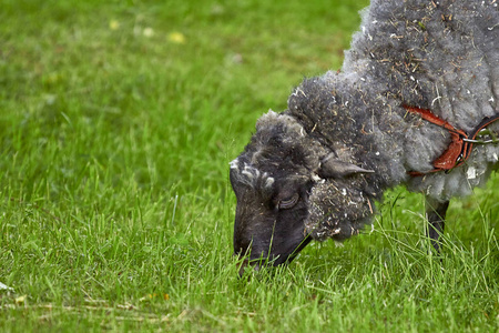 灰色的小羊羔在绿草地上放牧