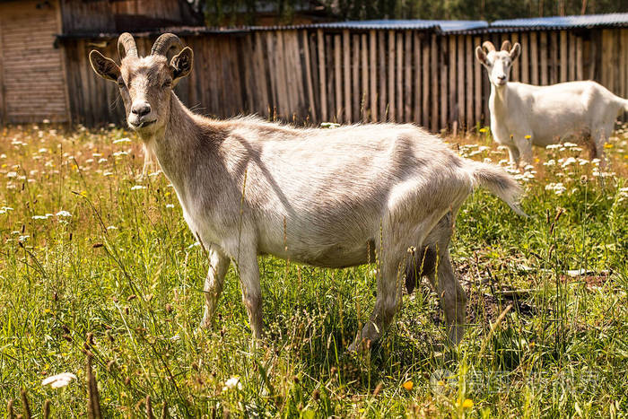 山羊角站在绿色的草地上