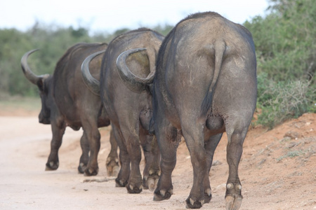 非洲水牛走路照片