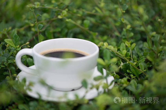 白杯热咖啡植物的绿色自然背景上sh