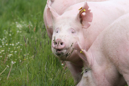 青年母猪对夏季牧场户外的特写