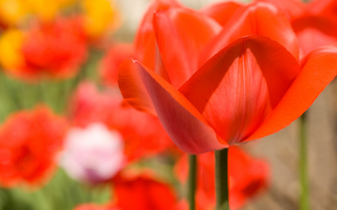 花园里的红色郁金香花蕾