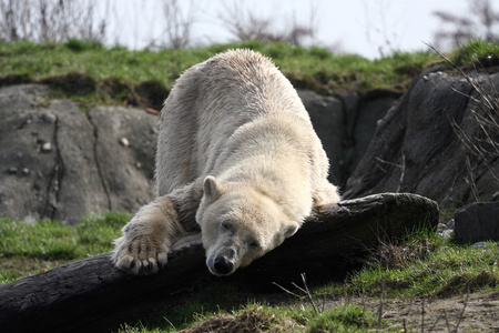 词条冰熊,也被叫作北极熊,参见34北极熊34词条照片