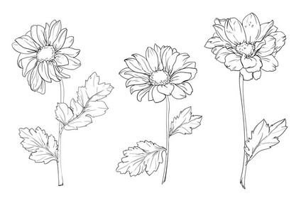 洋甘菊手绘图片