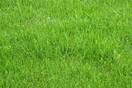 嫩草绿色的嫩草照片