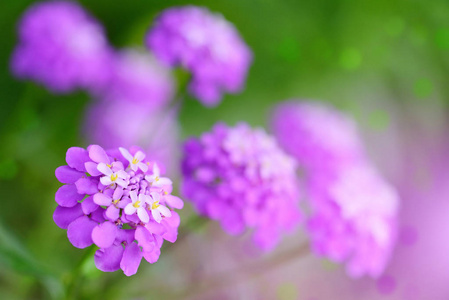 花小，紫色 Iberis 伞形夏天花园里