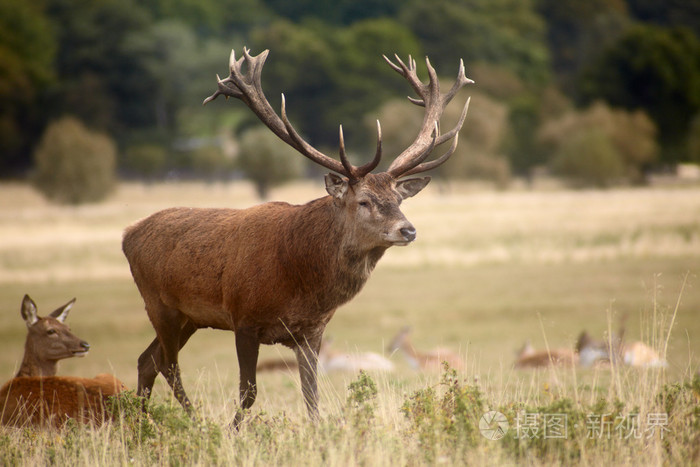 母鹿群在发情期