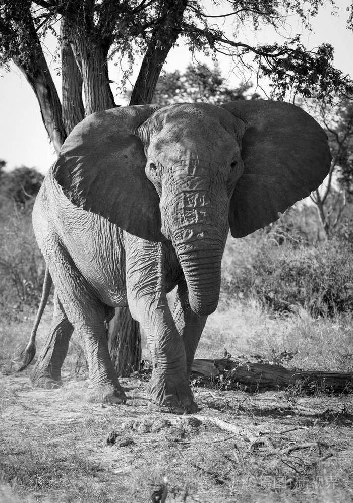 非洲大象画像黑色和白色