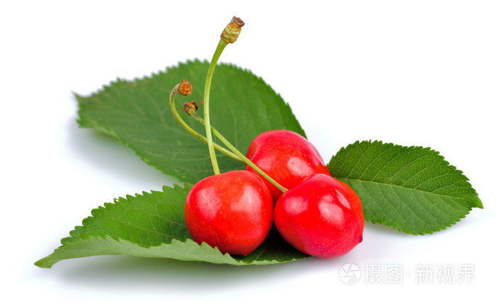 樱桃cherry的名词复数樱桃树樱桃木樱桃色