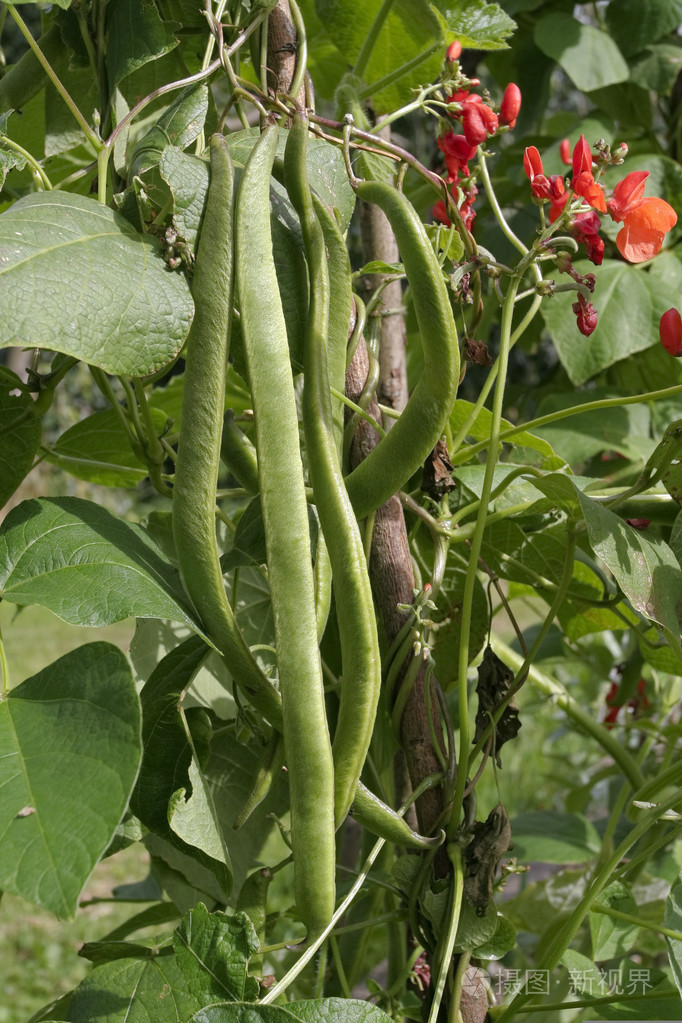 在藤上生长的匍匐豆