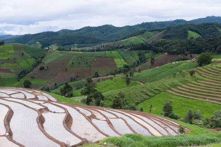 绿色的稻田，在山谷中的露台上。美丽的大自然