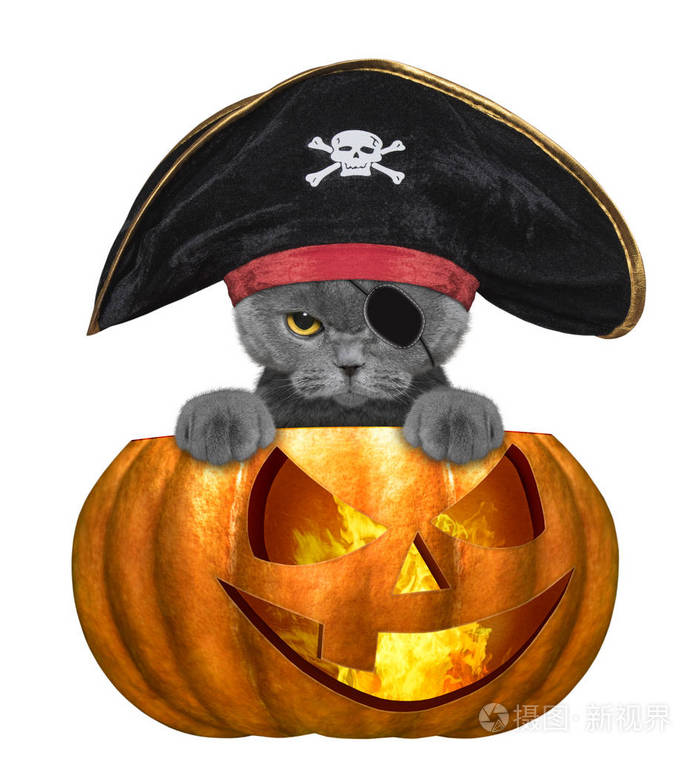 可爱的猫咪在海盗服装-上白色孤立万圣节南瓜