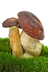 Badius蘑菇