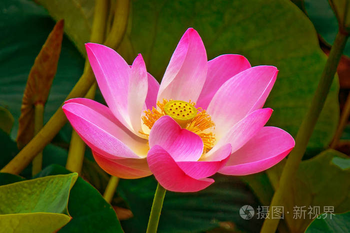 大型荷花浮在湖中的荷花的明亮粉红色的花蕾