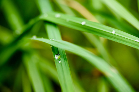 绿色背景露水滴草图片