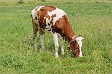 牛在田里吃草图片