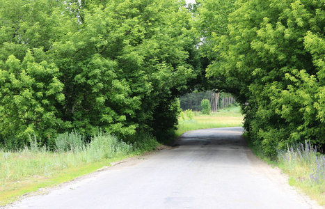 自然的拱门，类似于隧道，在农村公路在夏天在旅程期间天气好的时候