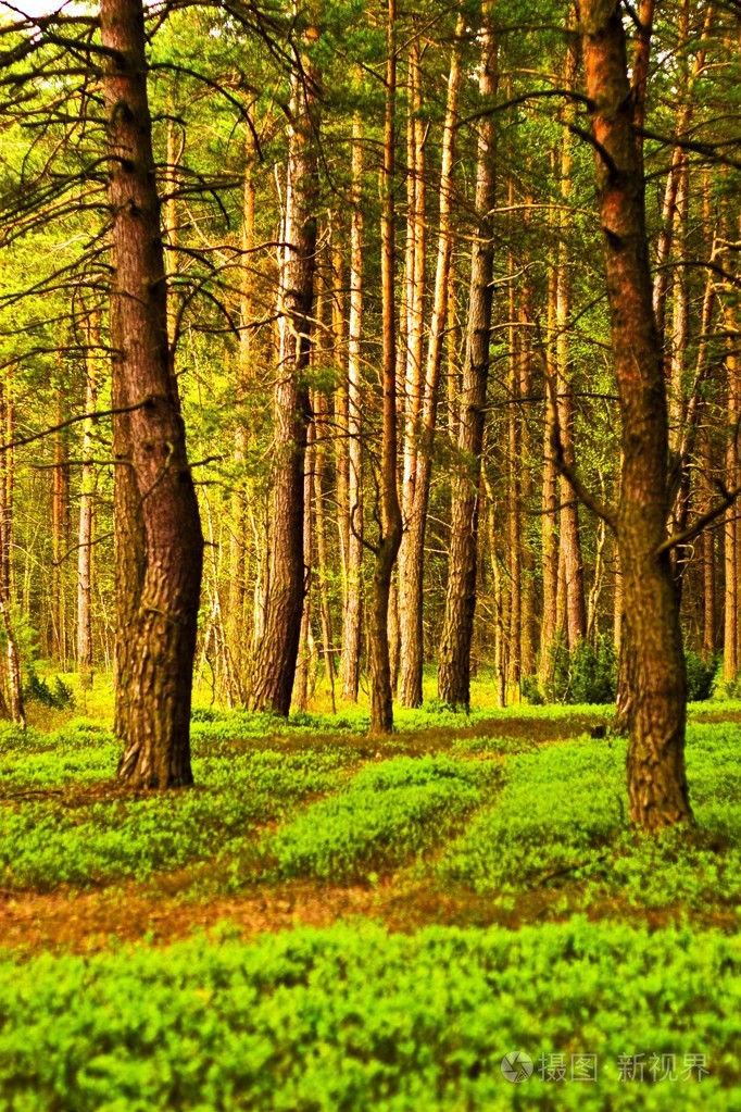 树( tree的名词复数 ) 乔木 树状图 世系图