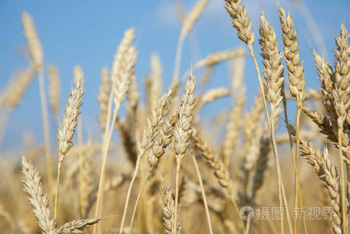 有机成熟的麦穗金黄小麦场 柔焦 特写 农业背景