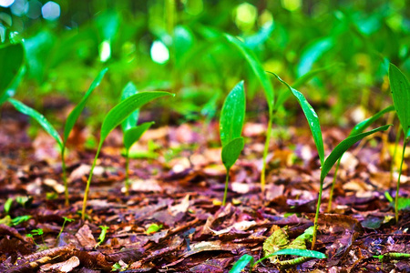 野生植物