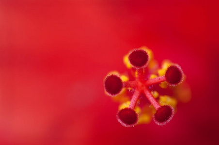 雌蕊芙蓉宏观背景