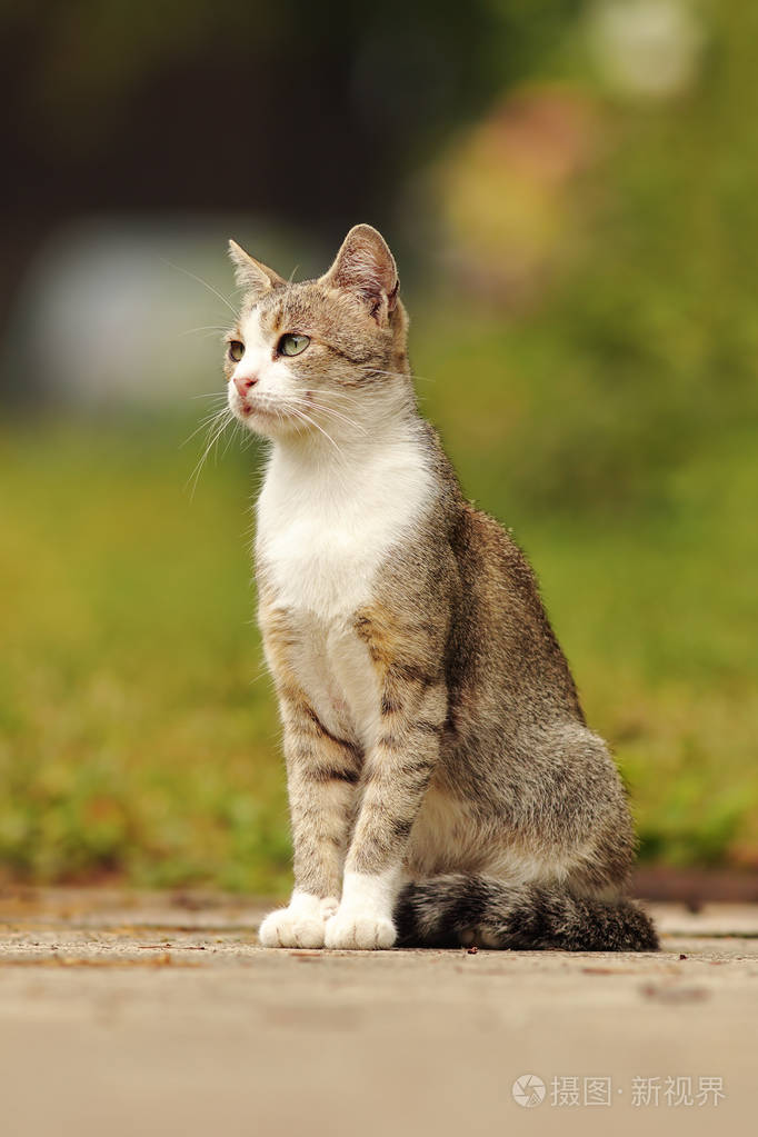 斑驳的家猫站在花园里