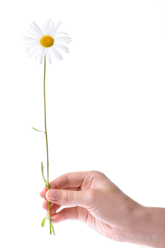 一只手捧着洋甘菊