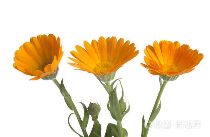 花与叶金盏花 金盏菊金盏花 花园的万寿菊 英语万寿菊 白色背景与文本的空间上 药用植物 选择性的焦点照片 正版商用图片018p59 摄图新视界 花与叶金盏花 金盏菊金盏花 花园的万寿菊 英语万寿菊 白色背景与文本的空间上 药用植物 选择性的焦点照片 正版商用图片018p59 摄图新视界