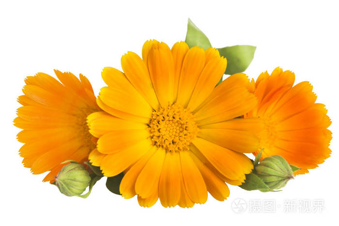 花与叶金盏花 金盏菊金盏花 花园的万寿菊 英语万寿菊 白色背景与文本的空间上 药用植物 选择性的焦点照片 正版商用图片018pk6 摄图新视界