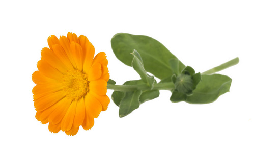 花与叶金盏花 金盏菊金盏花 花园的万寿菊 英语万寿菊 白色背景与文本的空间上 药用植物 选择性的焦点照片 正版商用图片018pk6 摄图新视界 花与叶金盏花 金盏菊金盏花 花园的万寿菊 英语万寿菊 白色背景与文本的空间上 药用植物 选择性的焦点照片 正版商用图片018pk6 摄图新视界