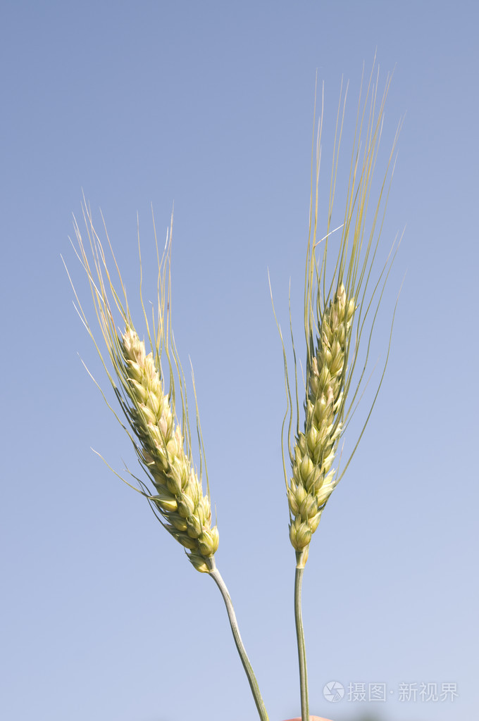 天空中的大麦