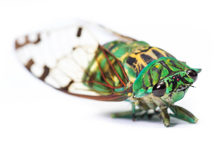 cicada neotibizan linnei