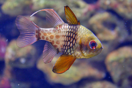 观赏鱼 水族箱鱼图片