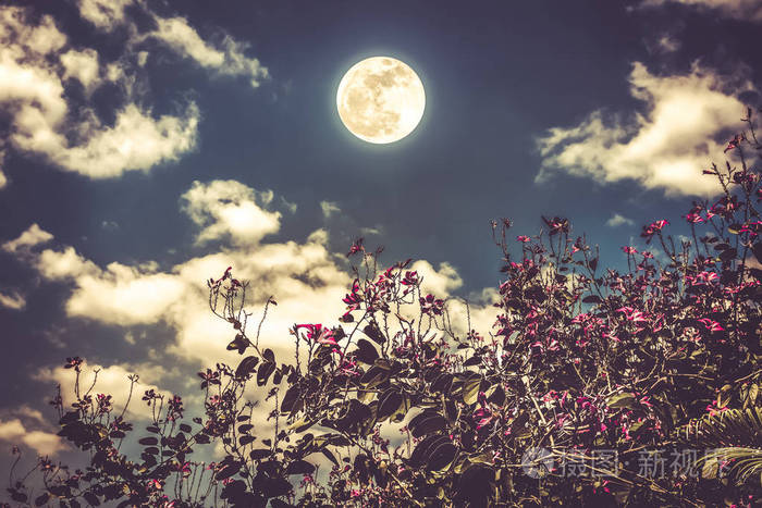 丛花绽开反对夜晚的天空和云与皎洁的月亮