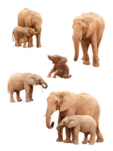 一组在白色背景上孤立的婴儿和成年大象。