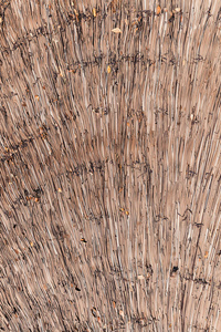 干芦苇茅草纹理背景。秸秆的模式
