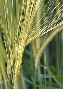 绿色小麦印象图片