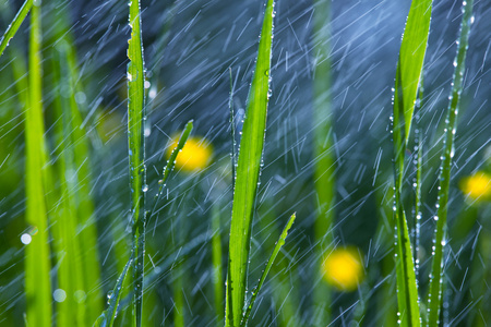 花园里的雨