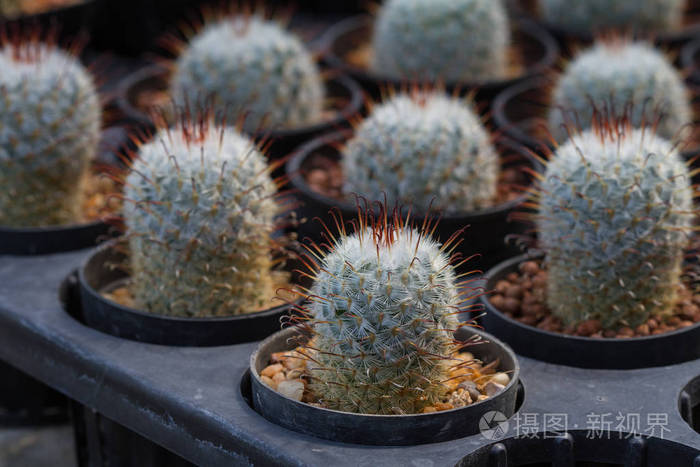 关闭了花园里的仙人掌植物