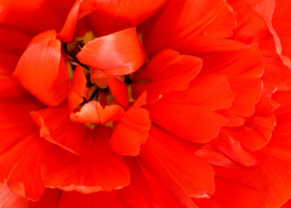 花。 红郁金香花蕾